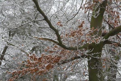 Pearson Park after light snow 6