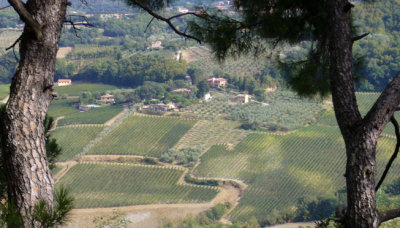 more vineyards