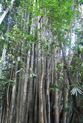 Some bamboo trees
