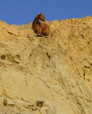 Wondering goat.... just above where I was on Red Beach