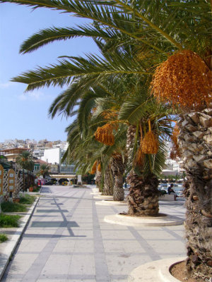 palm trees along the coast