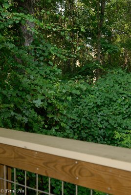 _PAS1775-web.jpg
