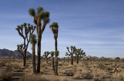 7412jtree.jpg