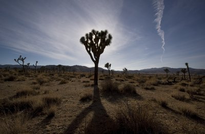 7418jtree.jpg