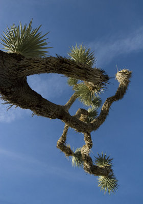 7444joshuatree.jpg