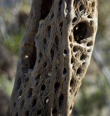 7576deadcholla.jpg