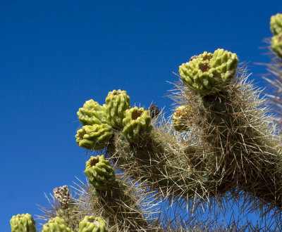7593cholla.jpg