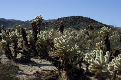 7596cholla.jpg