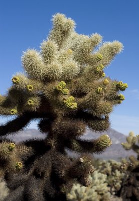 7602cholla.jpg