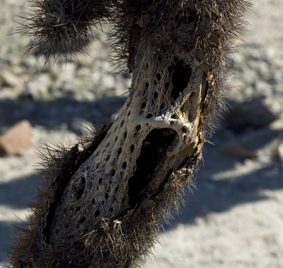 7612cholla.jpg