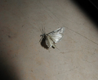 IMG2054moth.jpg