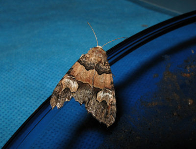 IMG2060moth.jpg