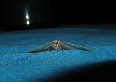 IMG2068moth.jpg