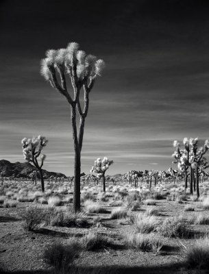 Joshua Tree and The Salton Sea in Infrared - 2007