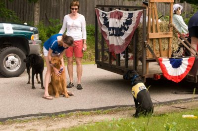 Service dogs