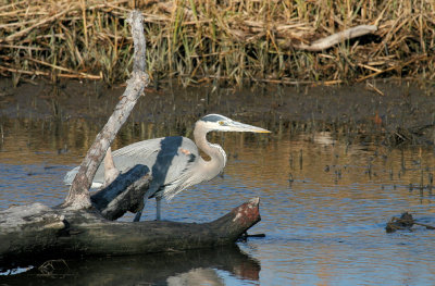 Great Blue Heron