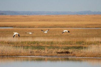 Snow Geese