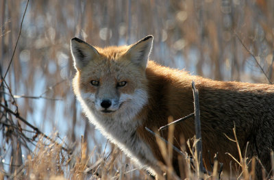 Bombay Hook National Wildlife Refuge