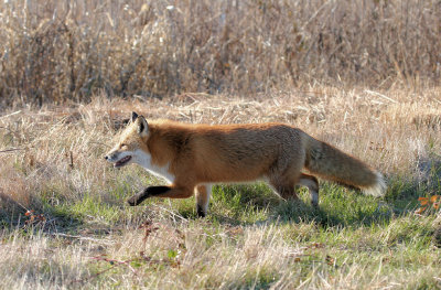 Red Fox