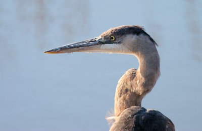 Great Blue Heron
