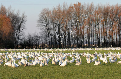 Snow Geese take over ground that was occupied by Canada Geese a few hours earlier