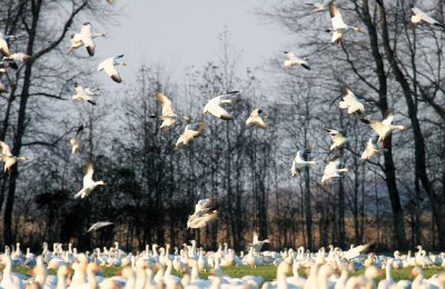 Snow Geese landing