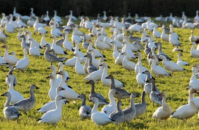 Snow Geese