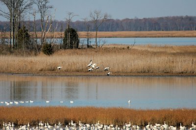 Snow Geese