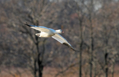 Snow Goose