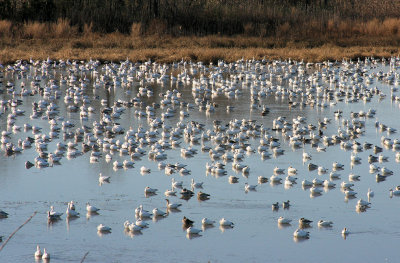 Snow Geese on Raymond Pool