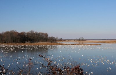 View from Observation Tower on Raymond Pool