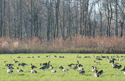 Canada Geese