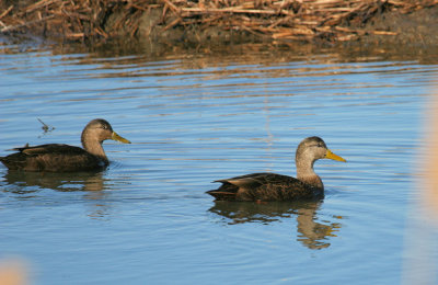 Pair of Black Duck