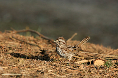 Sparrow/Finch