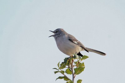 mockingbird