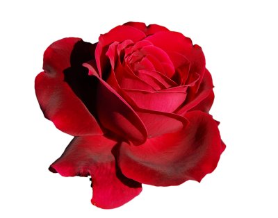 2008 - Rose 02