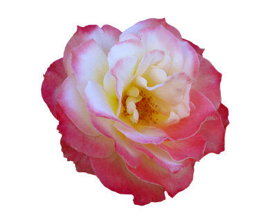 2008 - Rose 06