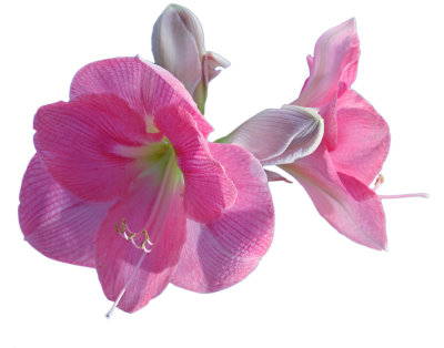 2008 - Amaryllis 02