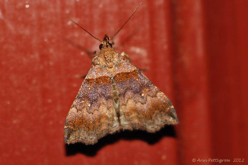 Ambiguous Moth (Lascoria ambigualis) - ---0024.jpg
