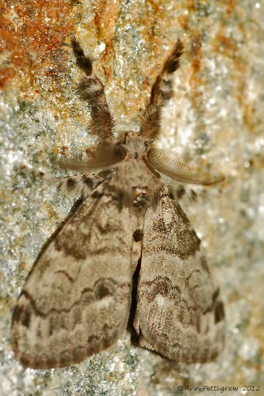 Tussock-Moth sp.----0080.jpg