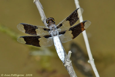 Common Whitetail 7