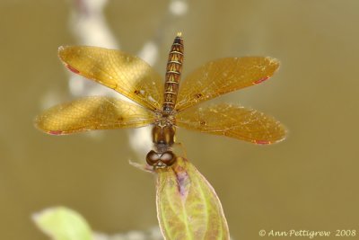 Eastern Amberwing - Male 11