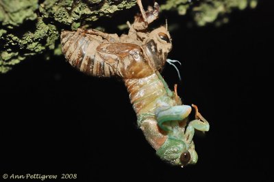 Emerging Cicada