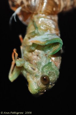 Emerging Cicada