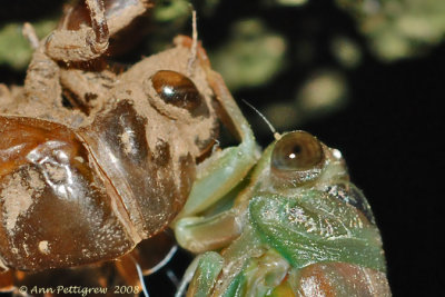 Emerging Cicada