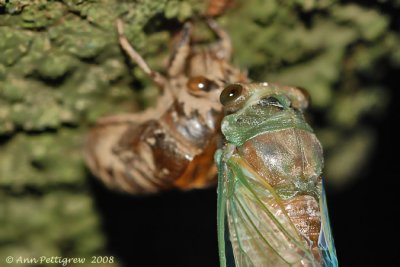 Emerging Cicada