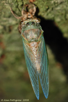 Emerging Cicada