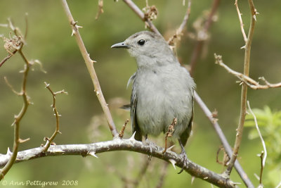 Gray Catbird 20