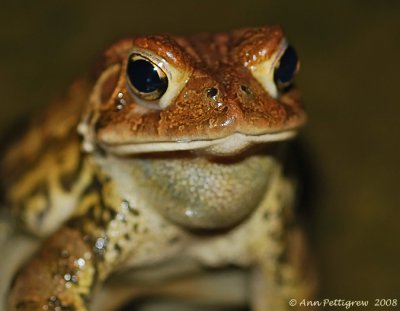 American Toad