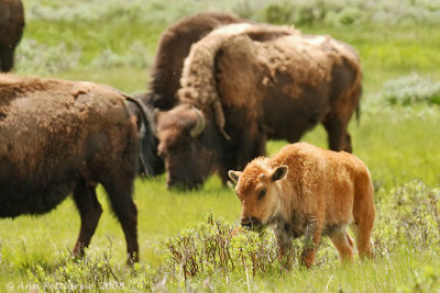 Bison Calf